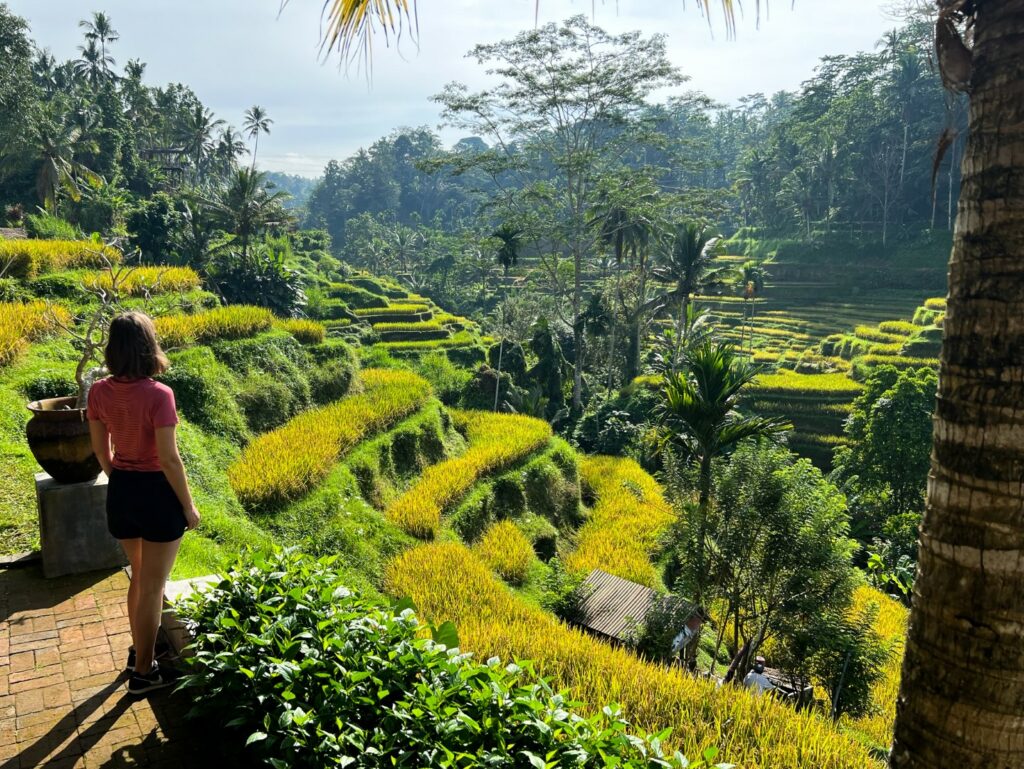 Bali rijstvelden, Ubud rijstvelden, tegalalang rijstterrassen