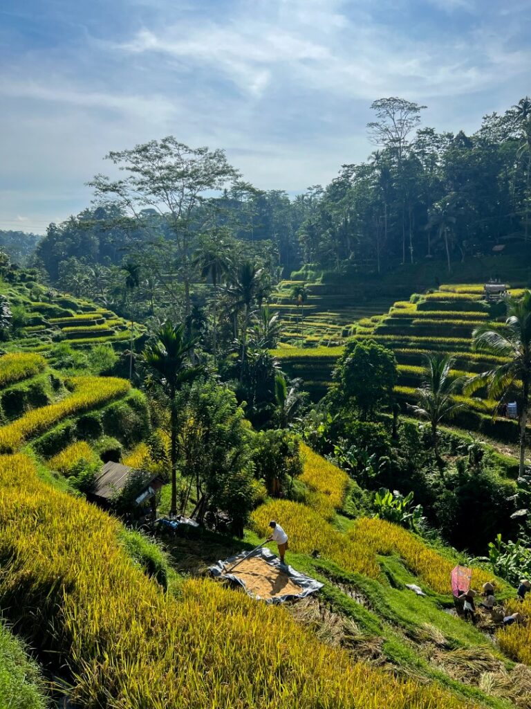 Bali rijstvelden, Ubud rijstvelden, tegalalang rijstterrassen