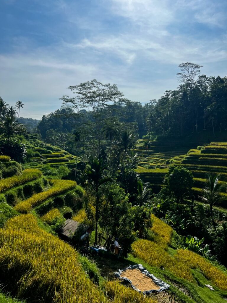 Bali rijstvelden, Ubud rijstvelden, tegalalang rijstterrassen