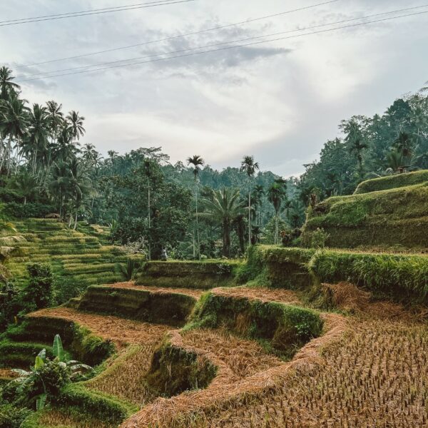 Ubud Tegallalang, ubud rijstterassen, tegallalang rijstterrassen