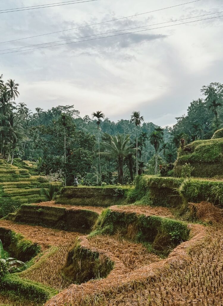 Ubud: wandelen door de bekende Tegallalang rijstterrassen